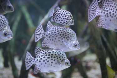 Grzybowo k/Kołobrzegu